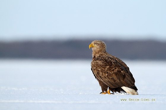 Seeadler - Copyright Stefan Pfützke