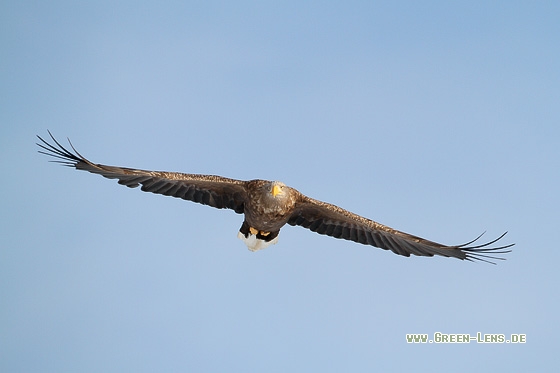 Seeadler - Copyright Stefan Pfützke
