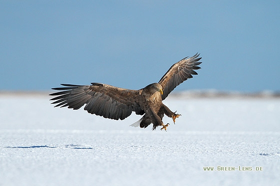 Seeadler - Copyright Stefan Pfützke