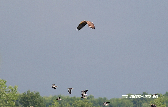 Seeadler - Copyright Stefan Pfützke