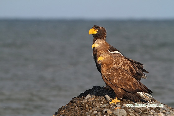 Seeadler - Copyright Stefan Pfützke