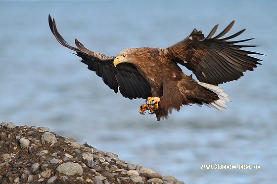 Seeadler - Copyright Stefan Pfützke
