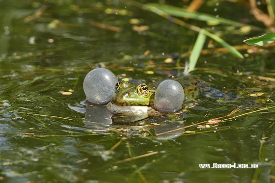 Seefrosch - Copyright Stefan Pfützke