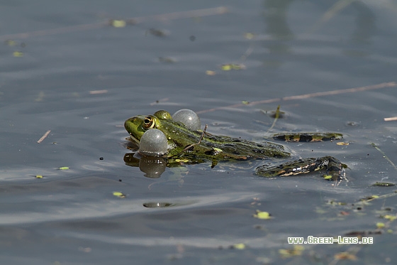 Seefrosch - Copyright Stefan Pfützke