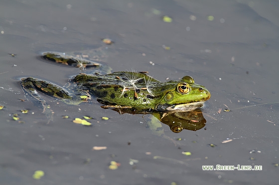 Seefrosch - Copyright Stefan Pfützke