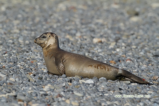 Seehund - Copyright Stefan Pfützke