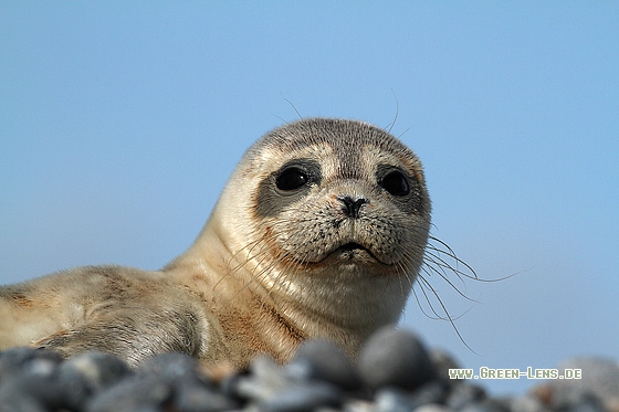 Seehund - Copyright Stefan Pfützke