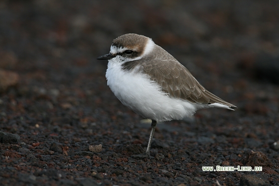 Seeregenpfeifer - Copyright Stefan Pfützke