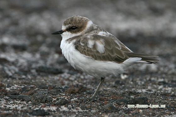 Seeregenpfeifer - Copyright Stefan Pfützke