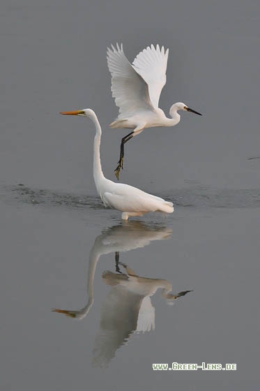 Seidenreiher - Copyright Stefan Pfützke