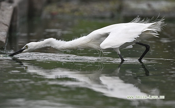 Seidenreiher - Copyright Stefan Pfützke