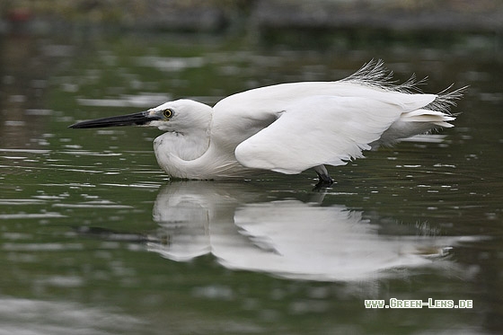 Seidenreiher - Copyright Stefan Pfützke