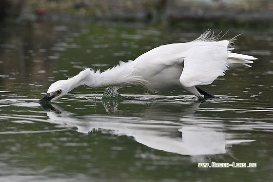 Seidenreiher - Copyright Stefan Pfützke