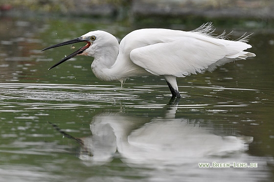 Seidenreiher - Copyright Stefan Pfützke