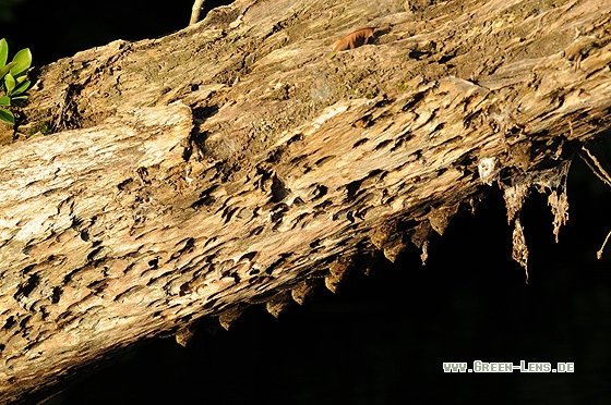 Sharp-nosed Bat - Copyright Christian Gelpke