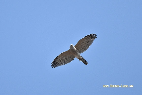 Shikra - Copyright Stefan Pfützke