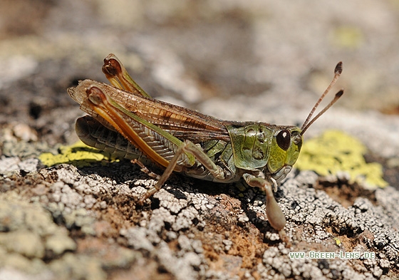 Sibirische Keulenschrecke - Copyright Christian Gelpke