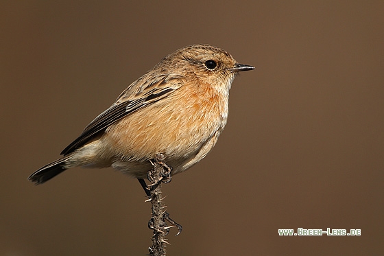 Sibirisches Schwarzkehlchen - Copyright Stefan Pfützke