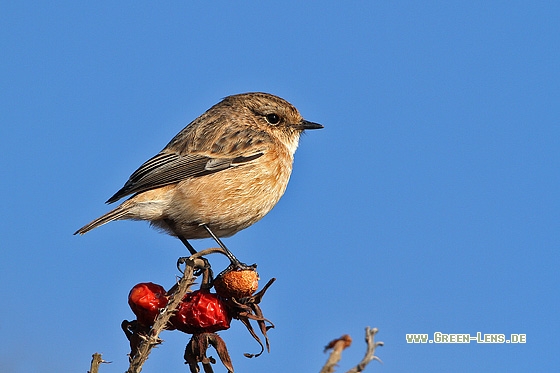 Sibirisches Schwarzkehlchen - Copyright Stefan Pfützke