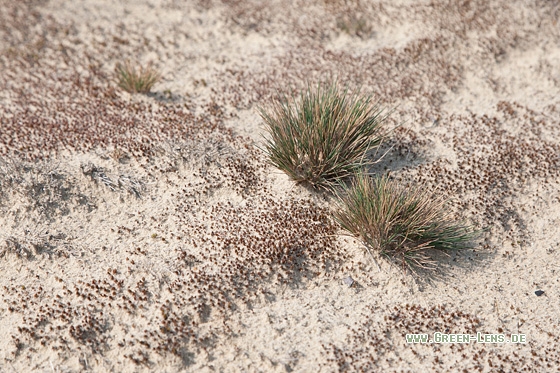 Sandheide - Copyright Mathias Putze