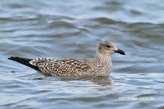 Silbermöwe - Copyright Stefan Pfützke