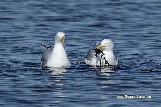 Silbermöwe - Copyright Stefan Pfützke