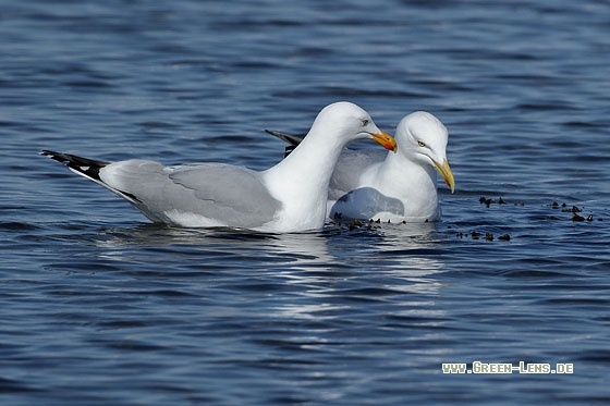 Silbermöwe - Copyright Stefan Pfützke