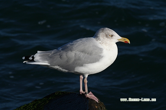 Silbermöwe - Copyright Stefan Pfützke