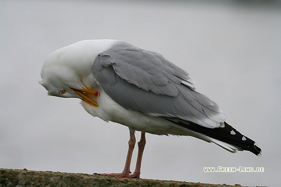 Silbermöwe - Copyright Stefan Pfützke