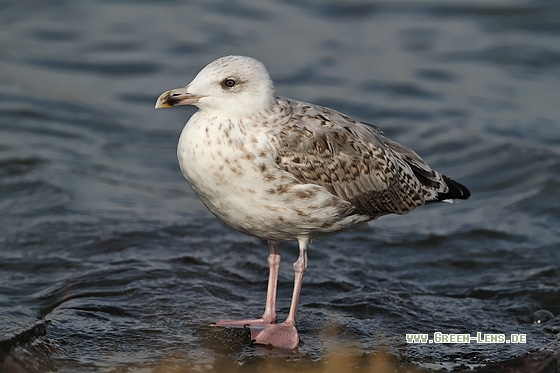 Silbermöwe - Copyright Stefan Pfützke