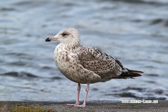 Silbermöwe - Copyright Stefan Pfützke