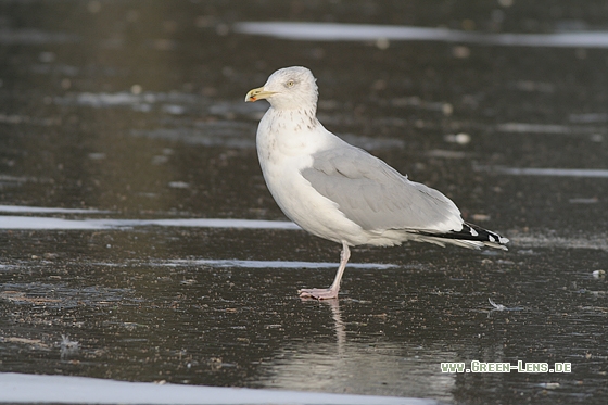 Silbermöwe - Copyright Stefan Pfützke