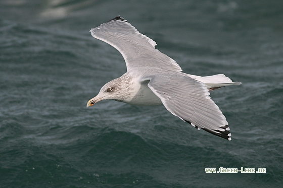 Silbermöwe - Copyright Stefan Pfützke