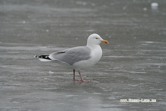 Silbermöwe - Copyright Stefan Pfützke