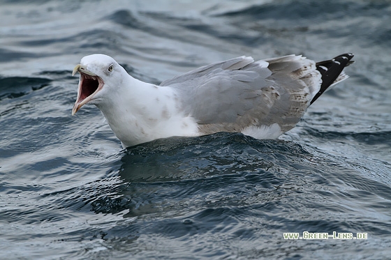 Silbermöwe - Copyright Stefan Pfützke