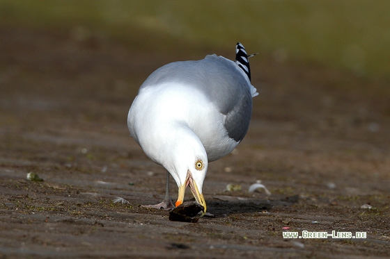 Silbermöwe - Copyright Stefan Pfützke