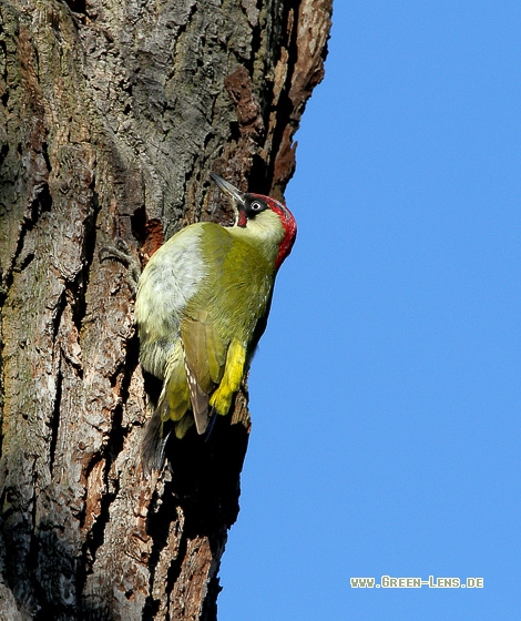 Grünspecht - Copyright Stefan Pfützke