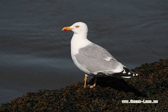 Silbermöwe - Copyright Stefan Pfützke