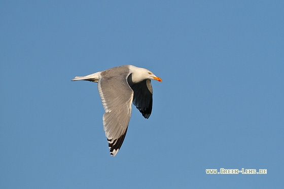 Silbermöwe - Copyright Stefan Pfützke