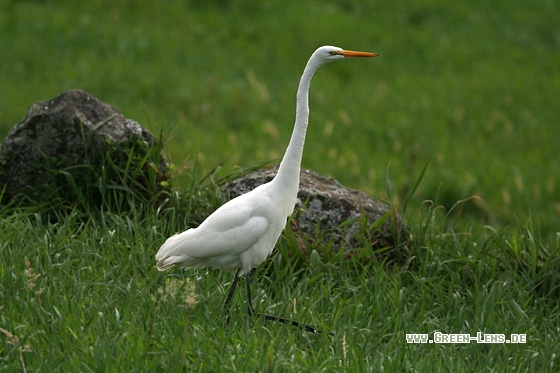 Silberreiher - Copyright Stefan Pfützke