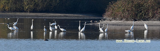 Silberreiher - Copyright Stefan Pfützke