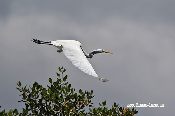 Silberreiher - Copyright Stefan Pfützke