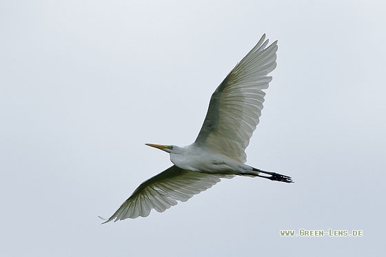 Silberreiher - Copyright Stefan Pfützke