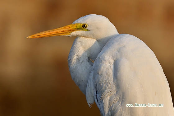 Silberreiher - Copyright Stefan Pfützke