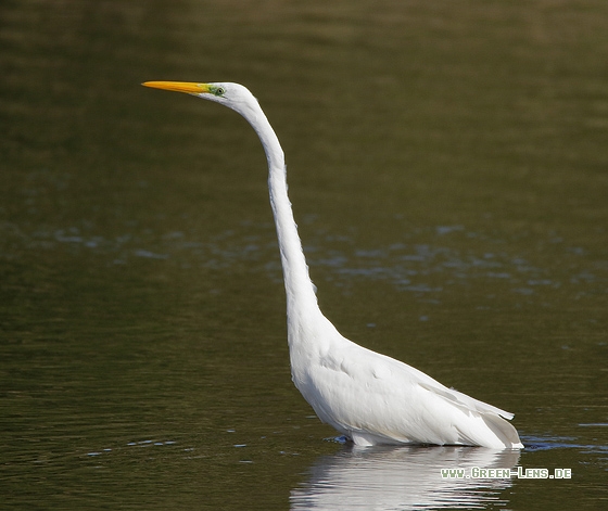 Silberreiher - Copyright Stefan Pfützke