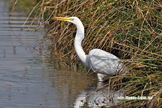 Silberreiher - Copyright Stefan Pfützke