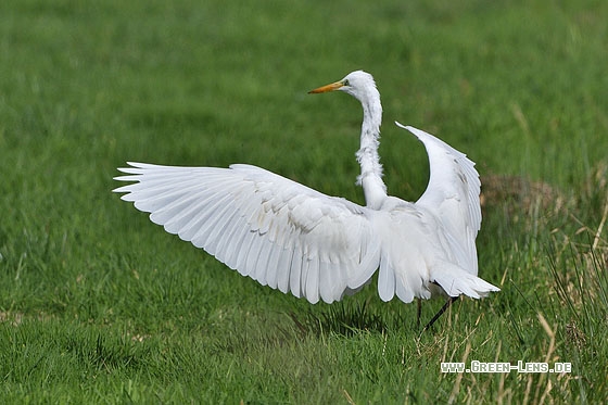 Silberreiher - Copyright Stefan Pfützke