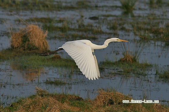 Silberreiher - Copyright Stefan Pfützke