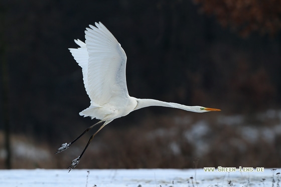 Silberreiher - Copyright Stefan Pfützke