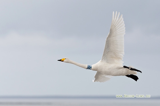 Singschwan - Copyright Mathias Putze